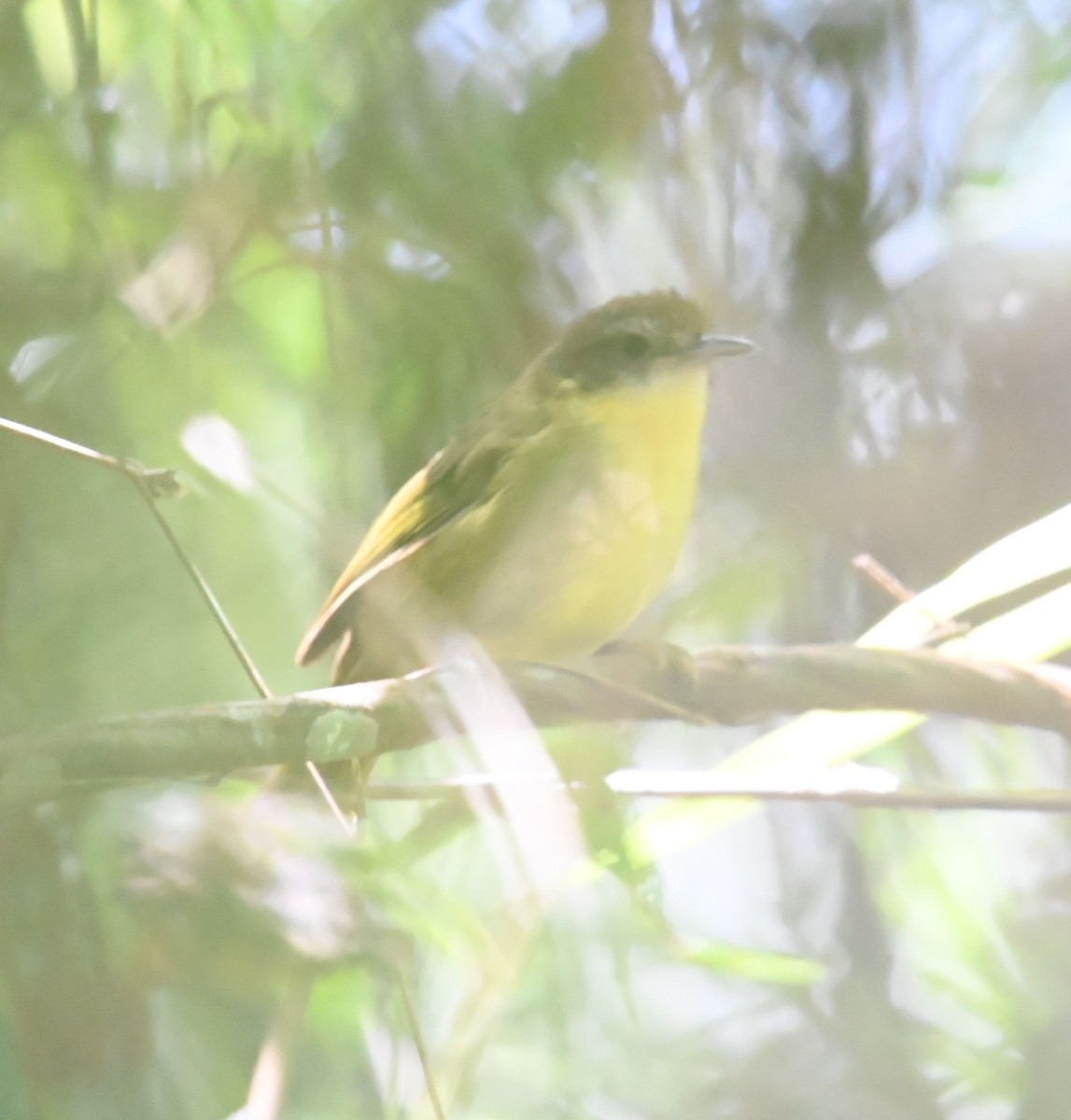 Long-billed Bernieria - ML611363593