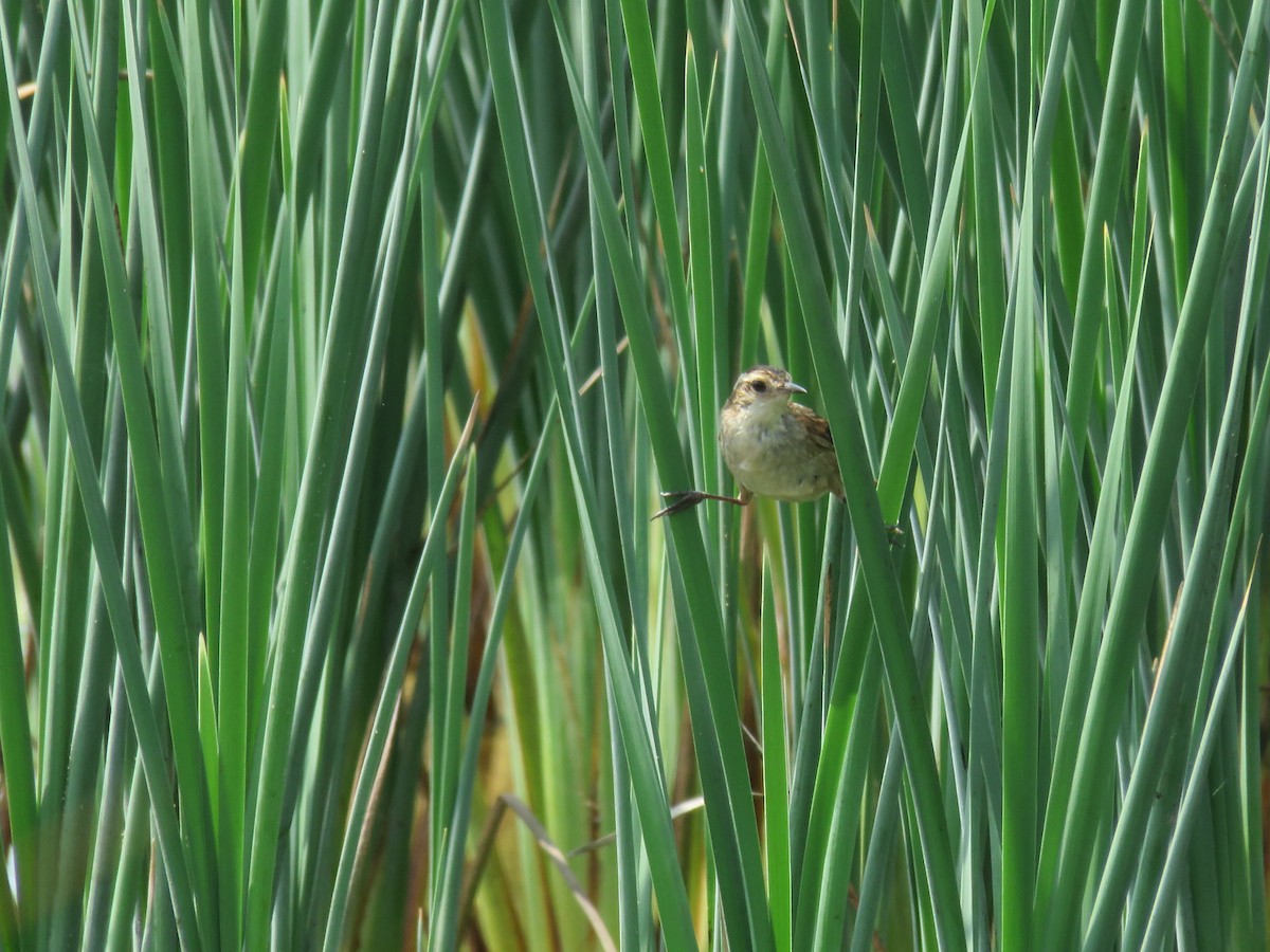 Wren-like Rushbird - ML611363666