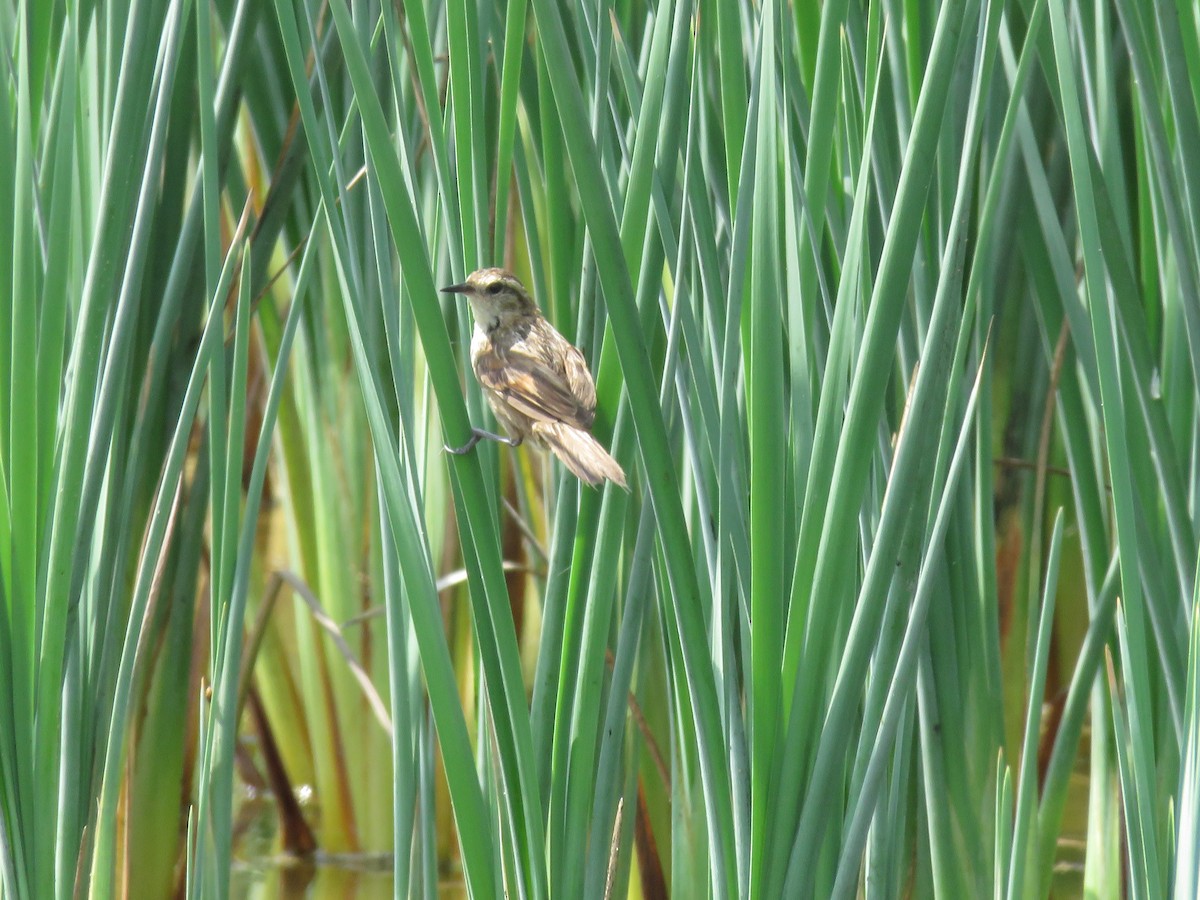 Wren-like Rushbird - ML611363667