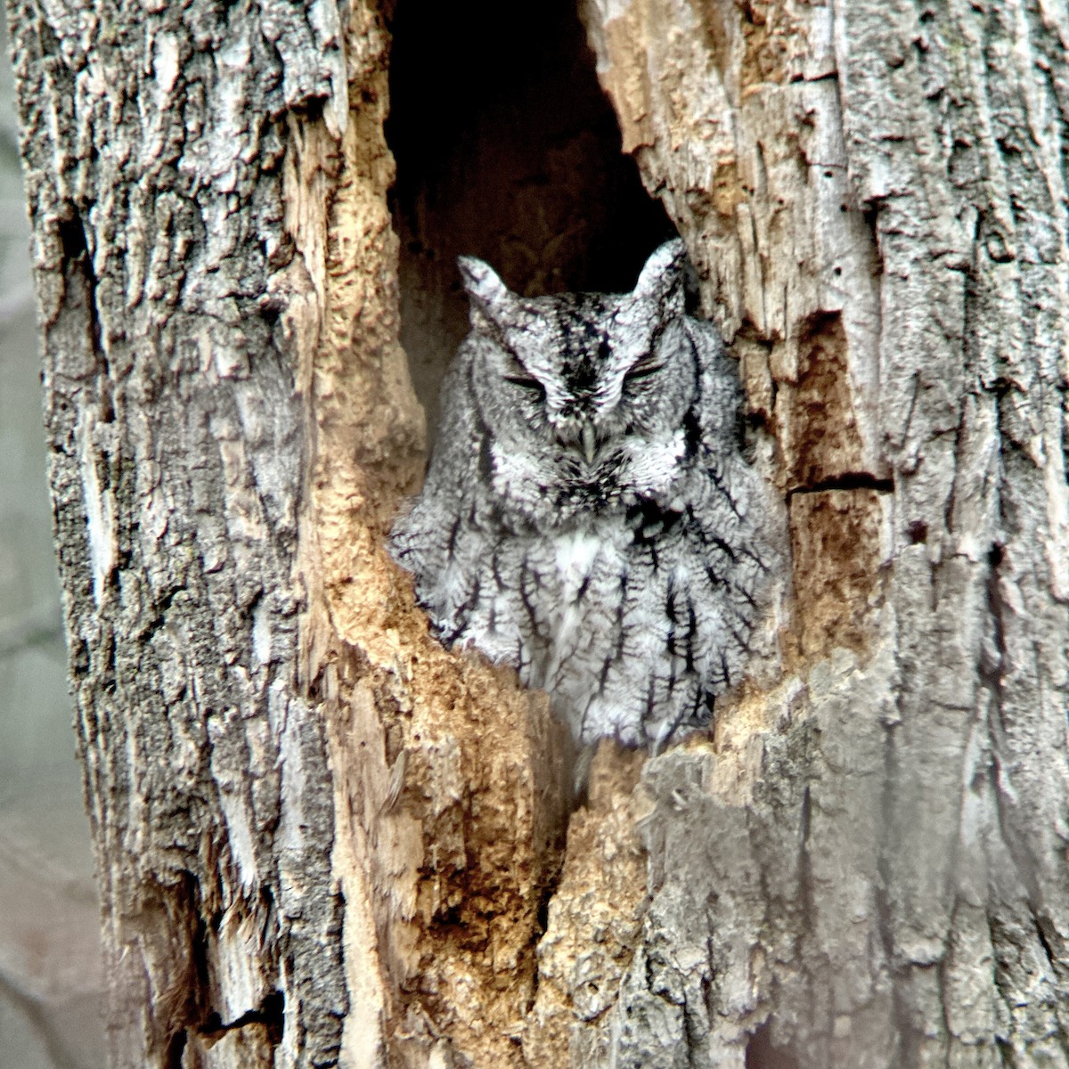 Eastern Screech-Owl - ML611363762