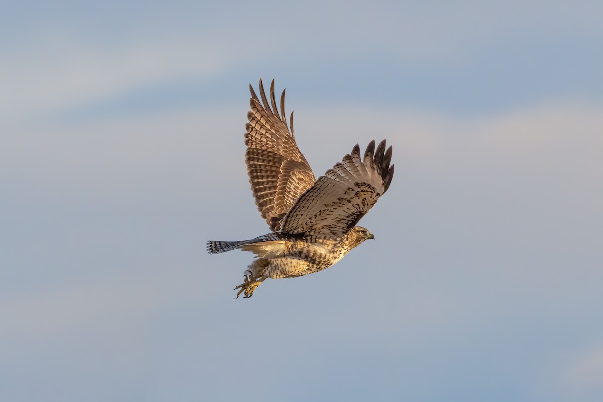 Red-tailed Hawk - ML611363857