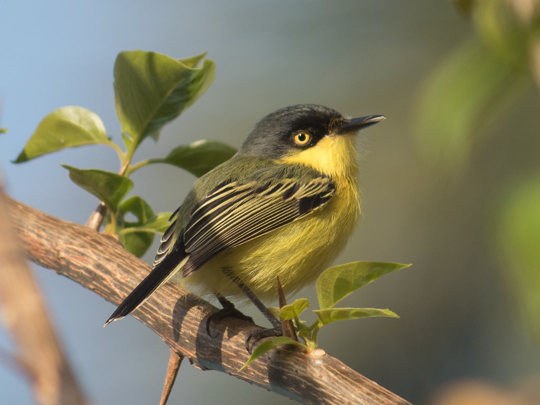 Common Tody-Flycatcher - ML611363879