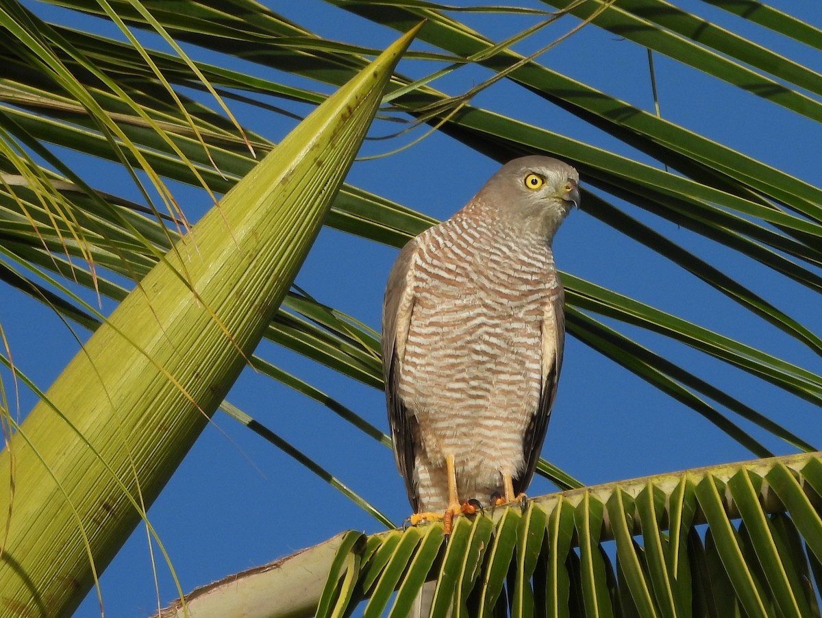 Brown Goshawk - ML611363945