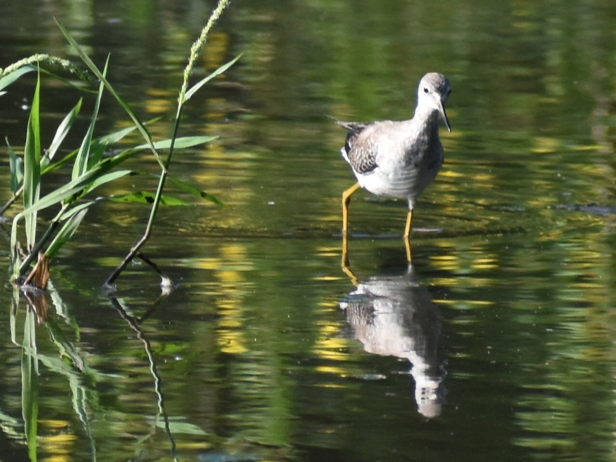 Lesser Yellowlegs - Senia Benitez