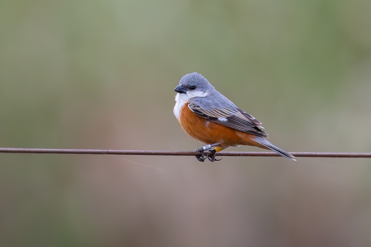 Marsh Seedeater - ML611363999