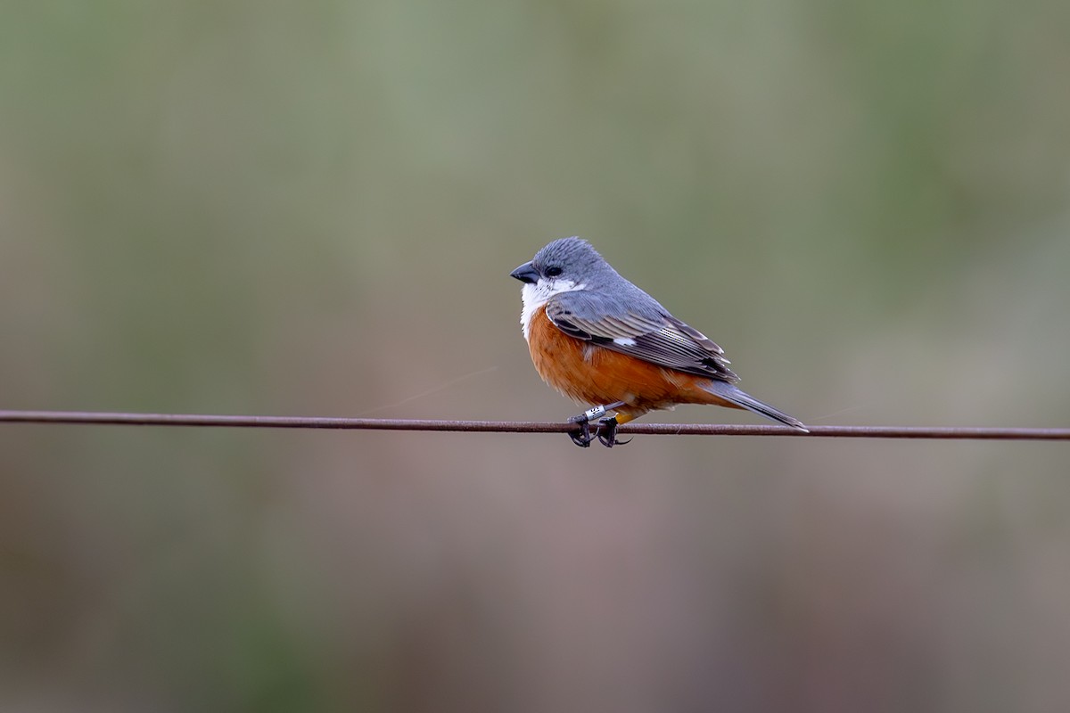 Marsh Seedeater - ML611364000