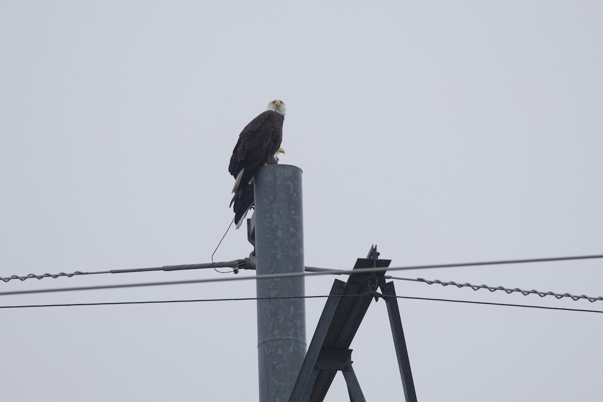 Bald Eagle - ML611364070