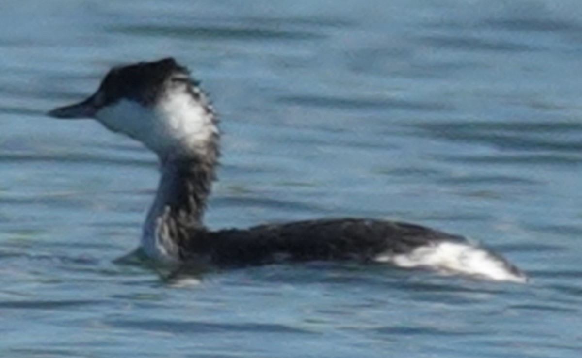 Horned Grebe - ML611364074