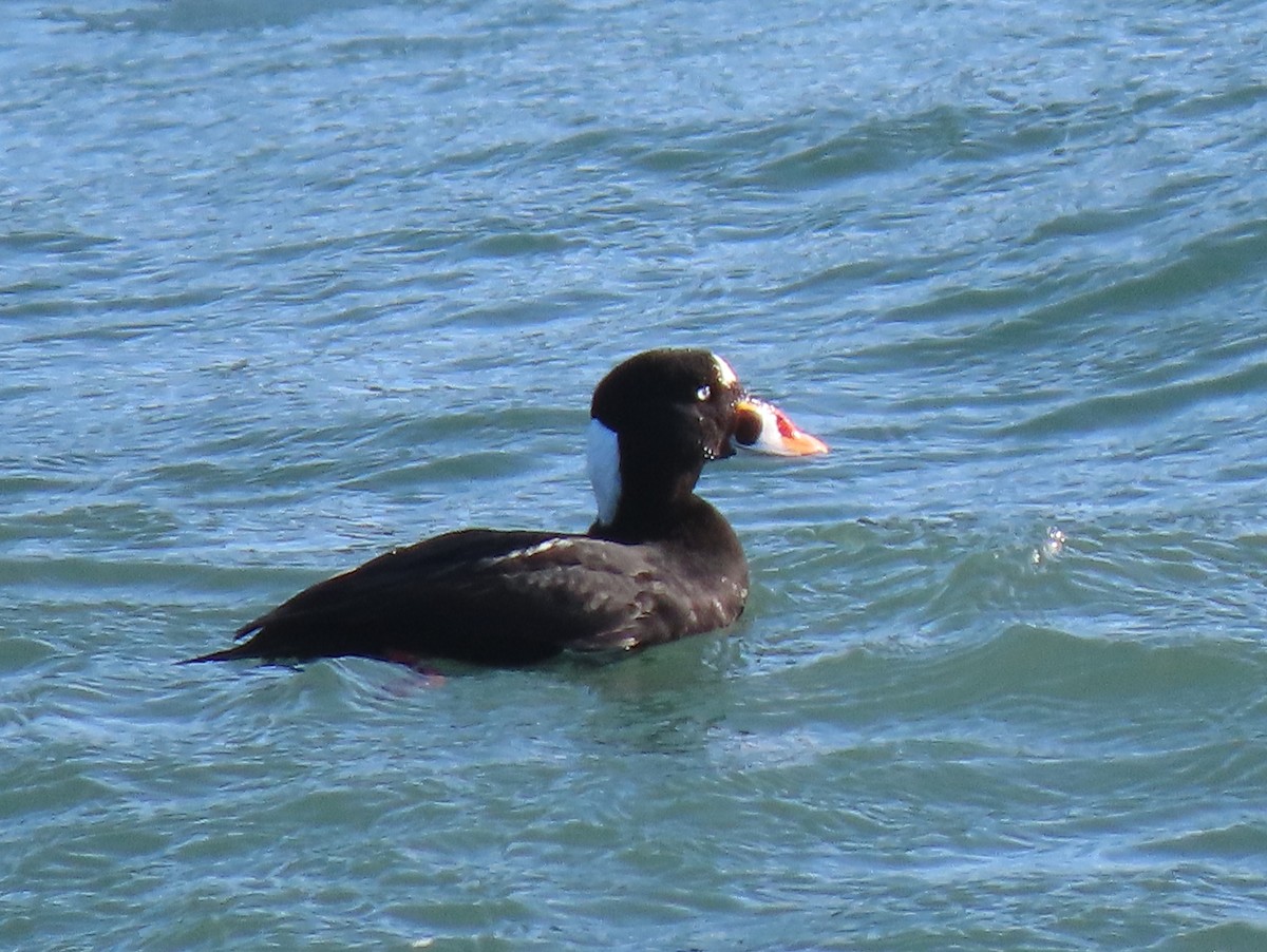 Surf Scoter - ML611364115