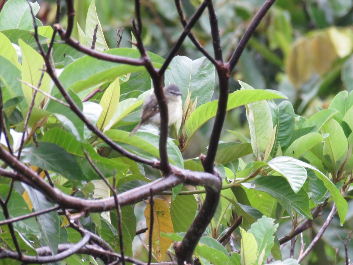 White-lored Tyrannulet - ML611364345