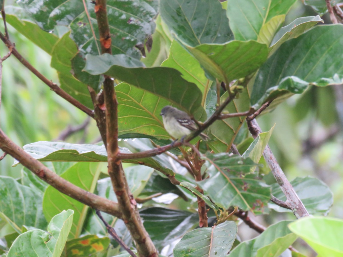 White-lored Tyrannulet - ML611364346