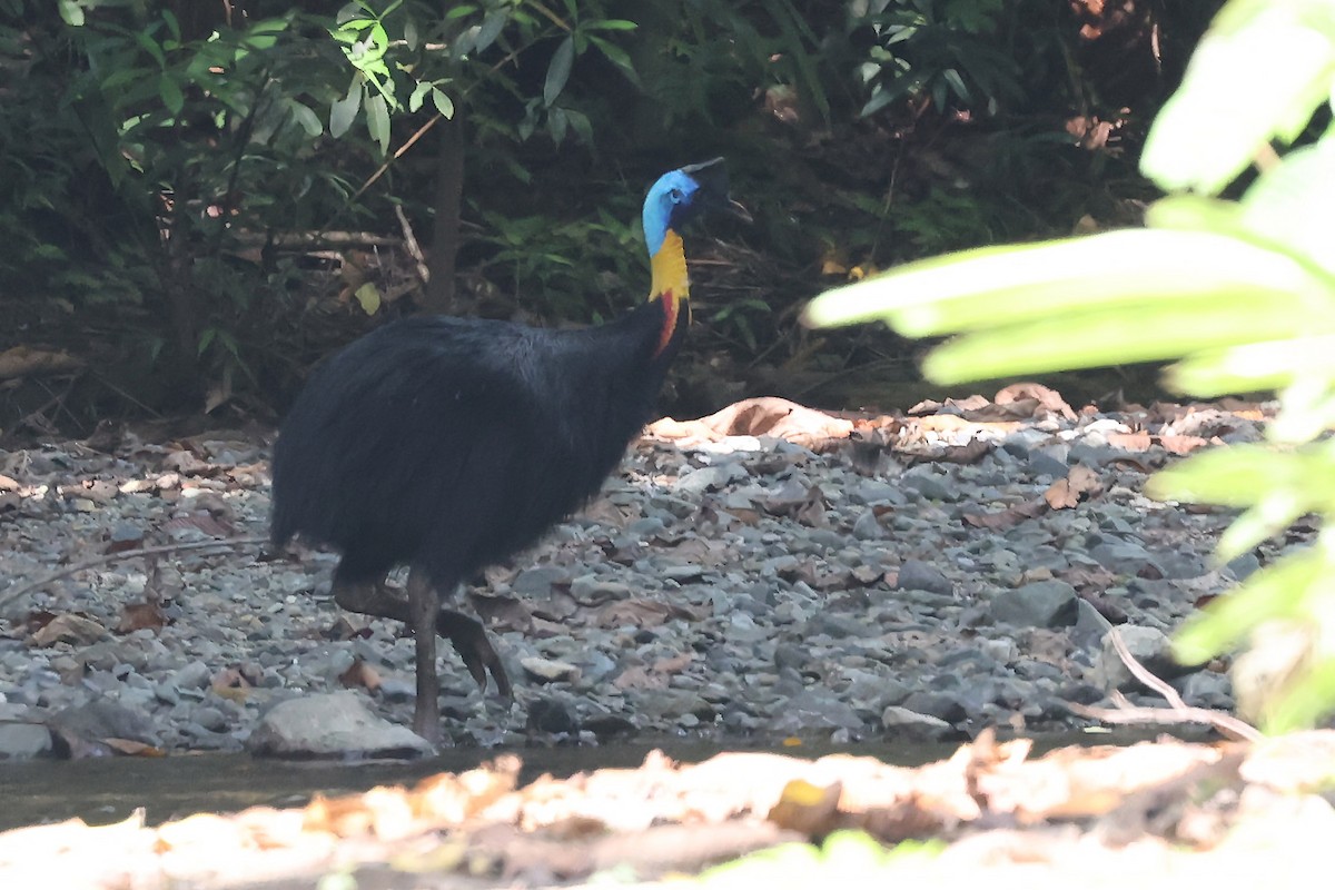 Northern Cassowary - ML611364416