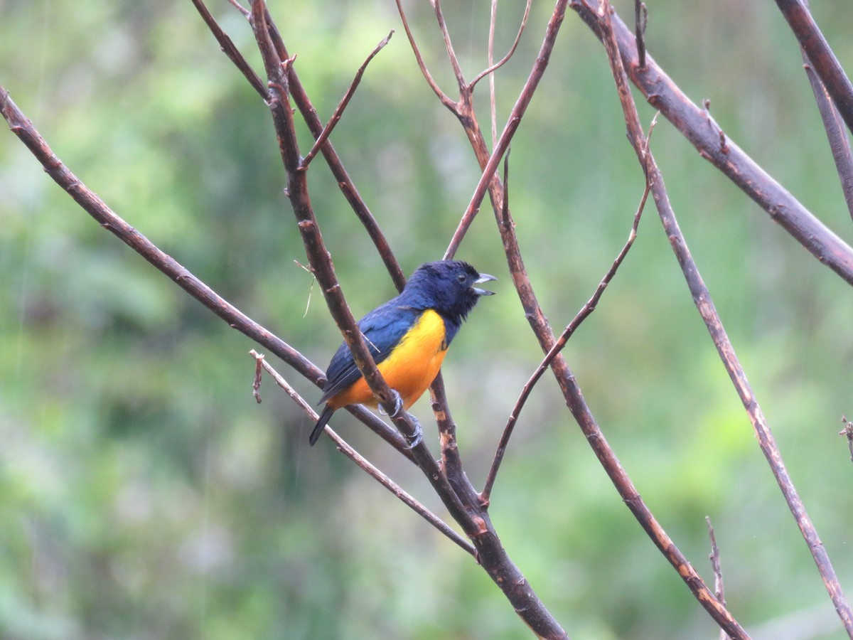 Rufous-bellied Euphonia - Miguel Alvan