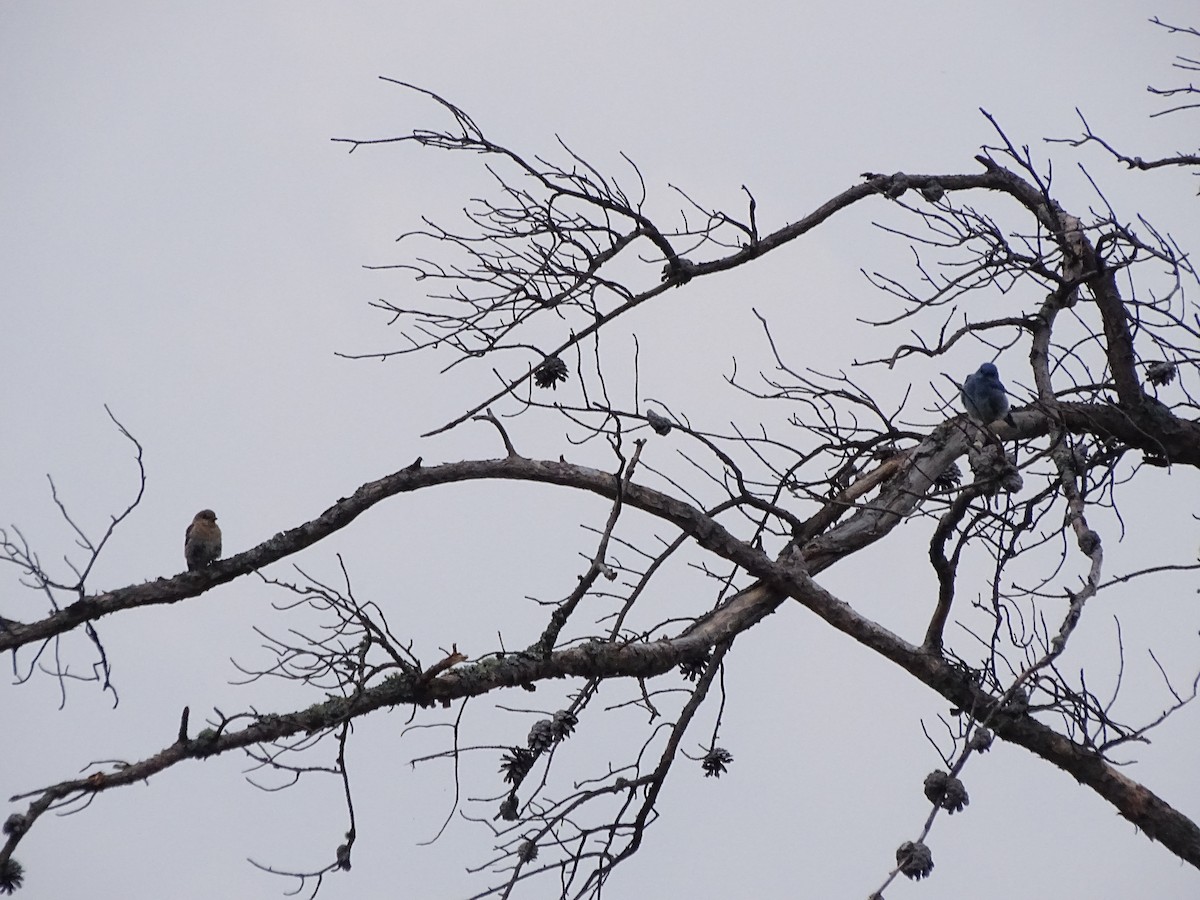 Eastern Bluebird - ML611364461