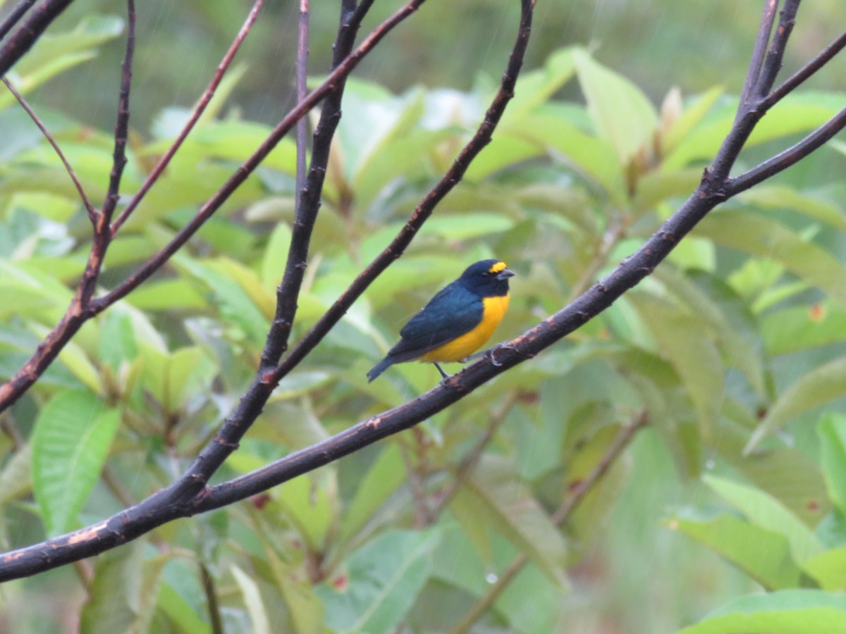 White-vented Euphonia - ML611364463