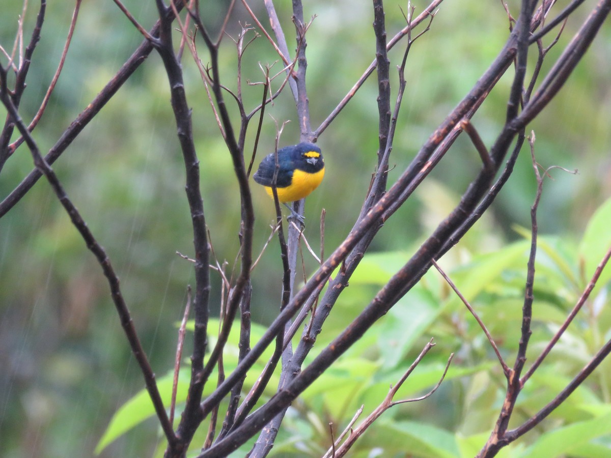 White-vented Euphonia - ML611364464