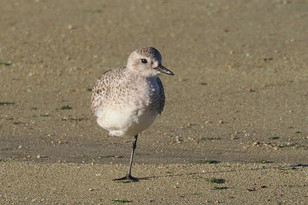 Black-bellied Plover - ML611364489