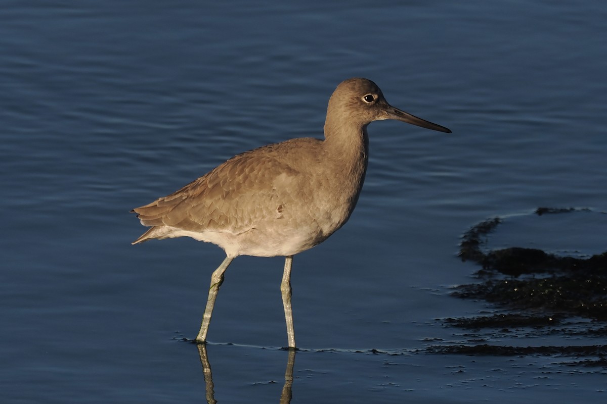 Willet - ML611364501