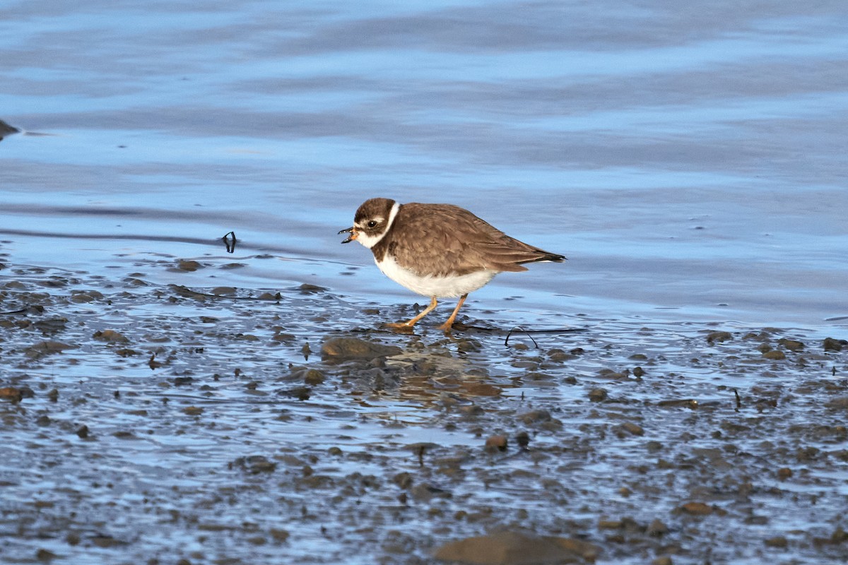 Semipalmated Plover - ML611364510