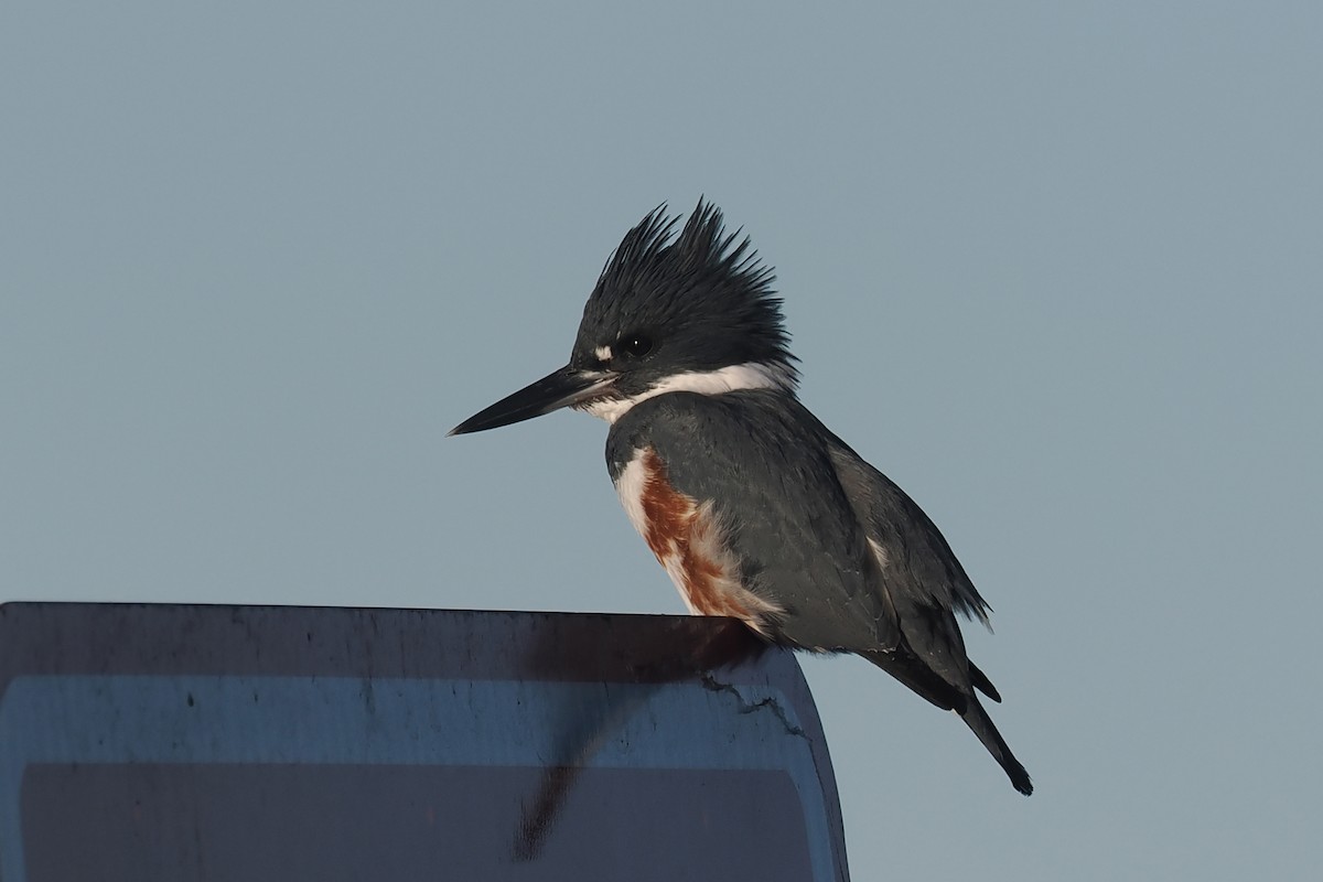 Belted Kingfisher - ML611364523