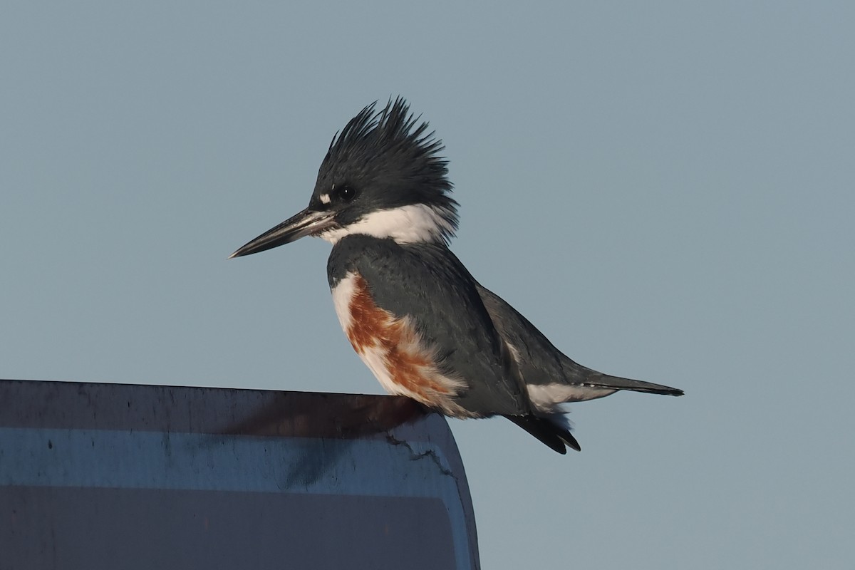 Belted Kingfisher - ML611364524