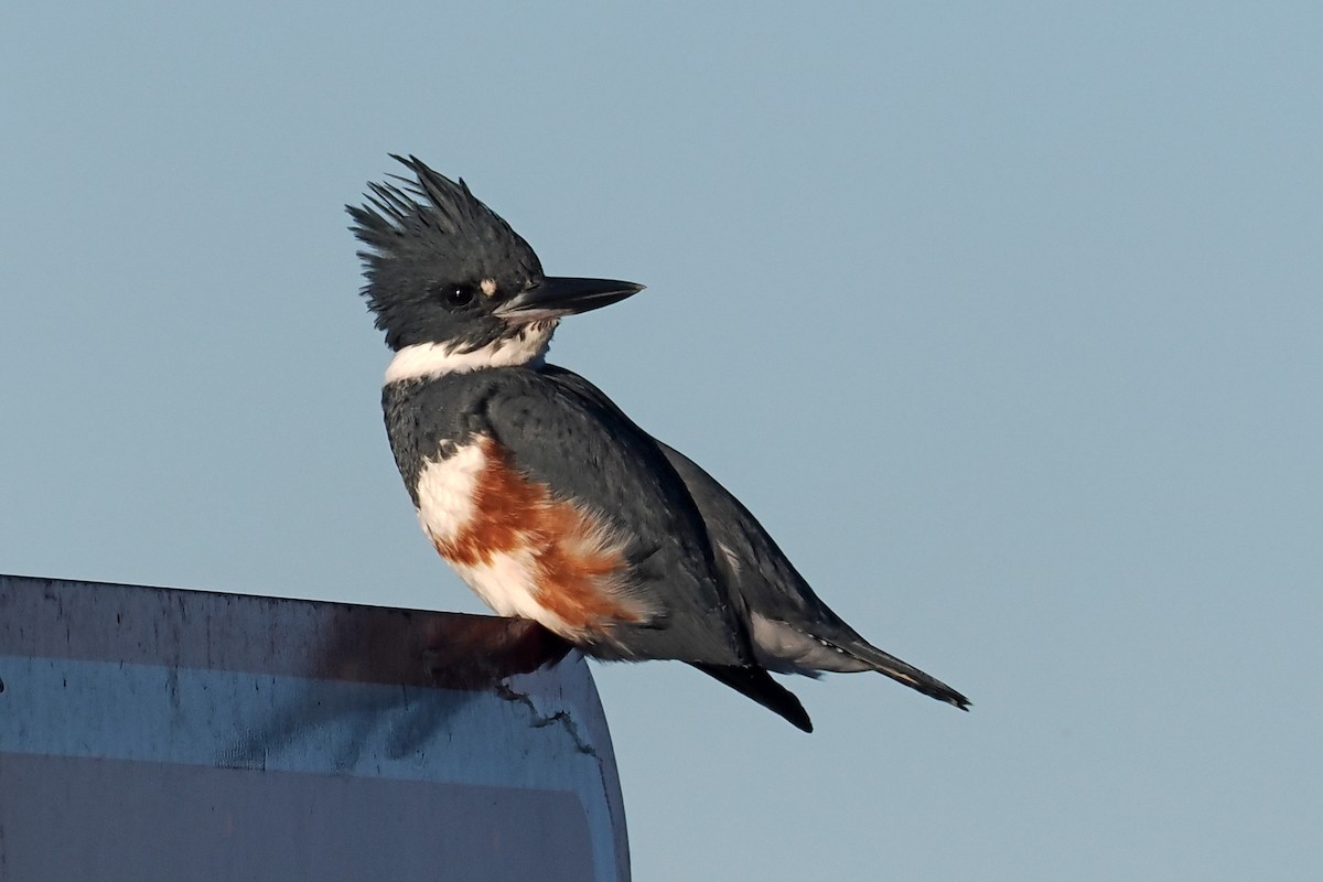 Belted Kingfisher - ML611364525