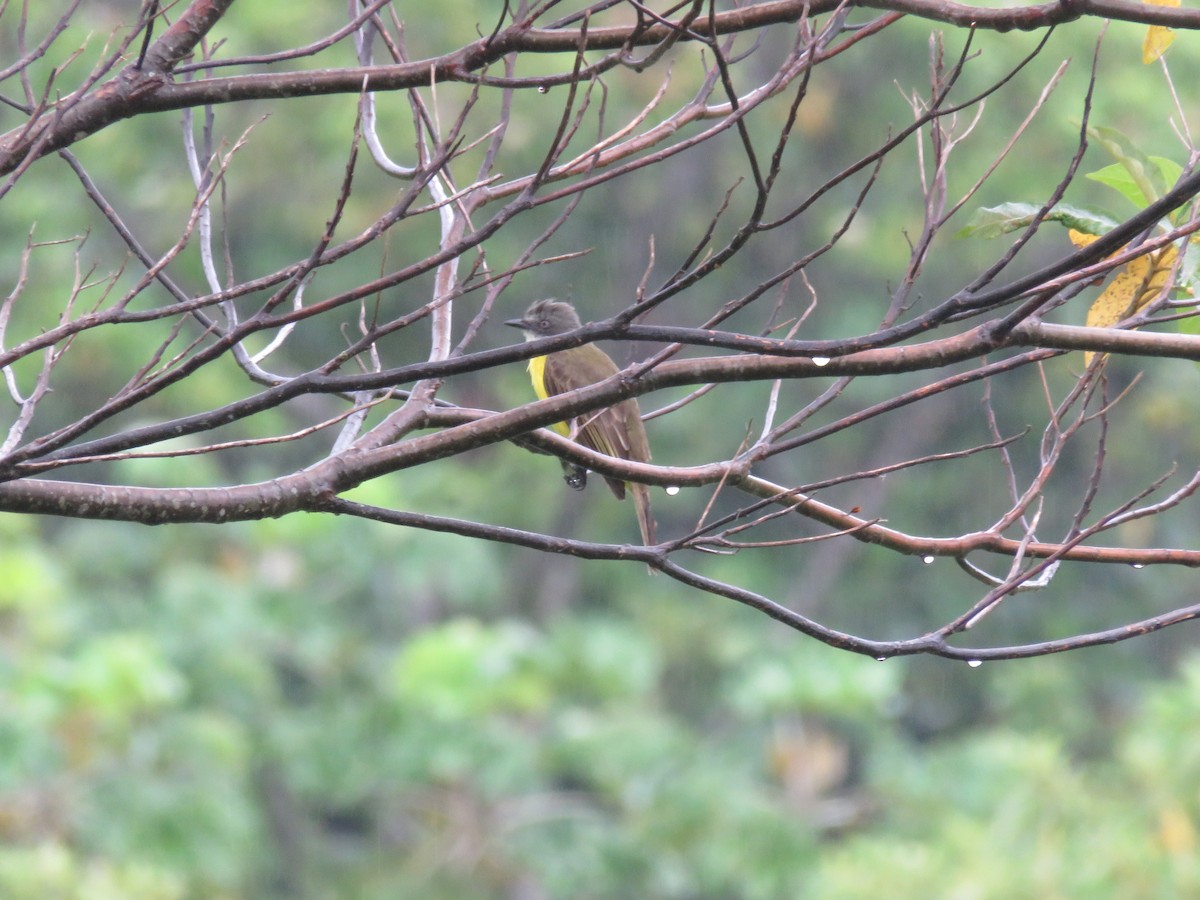 Gray-capped Flycatcher - ML611364556