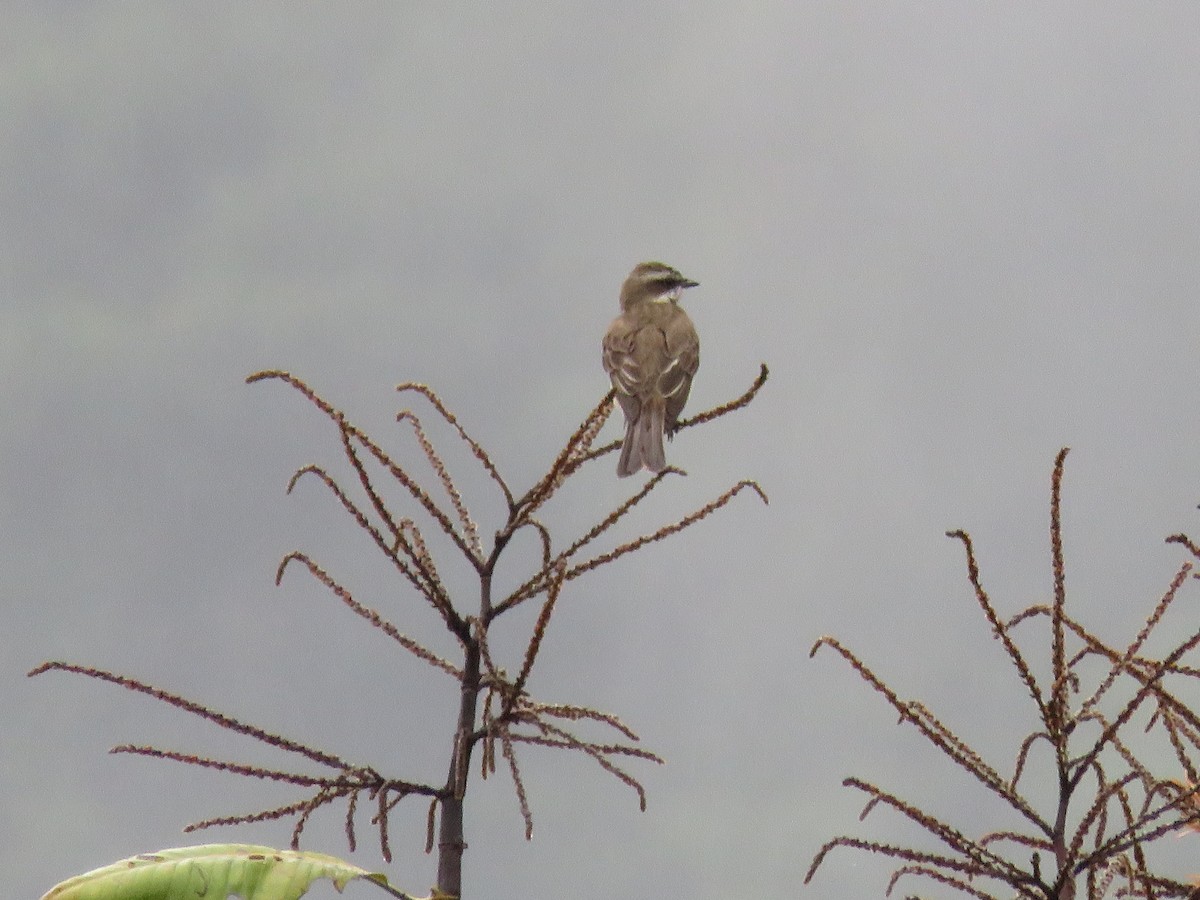 Piratic Flycatcher - Miguel Alvan