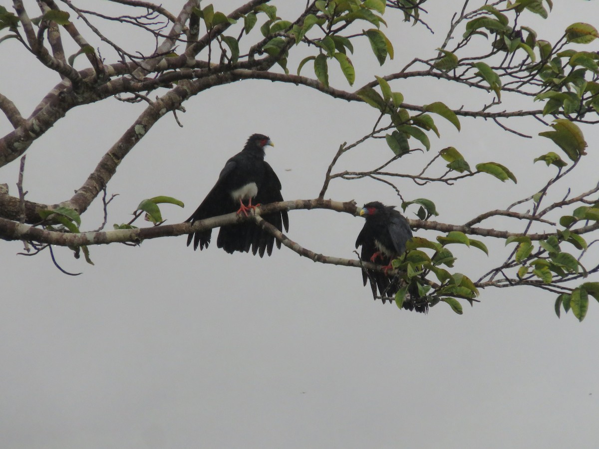 Red-throated Caracara - Miguel Alvan