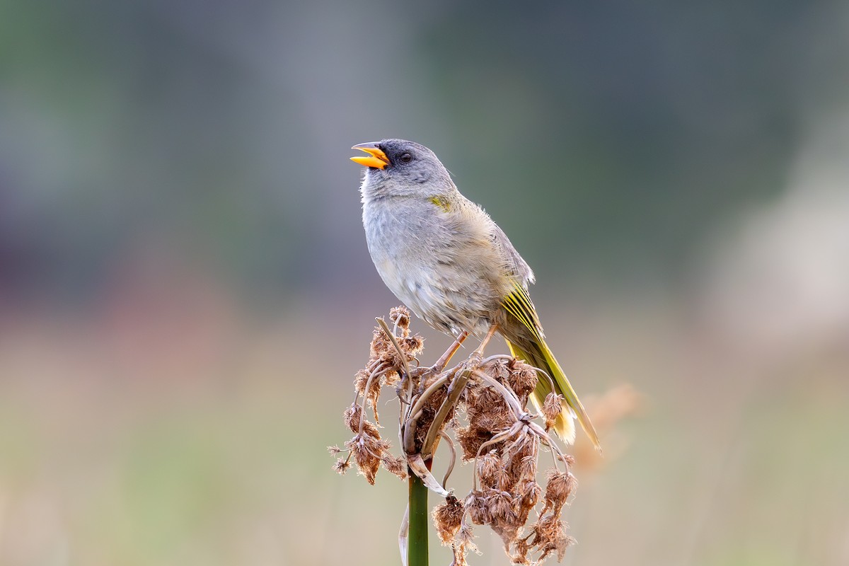 Great Pampa-Finch - Gustavo Dallaqua