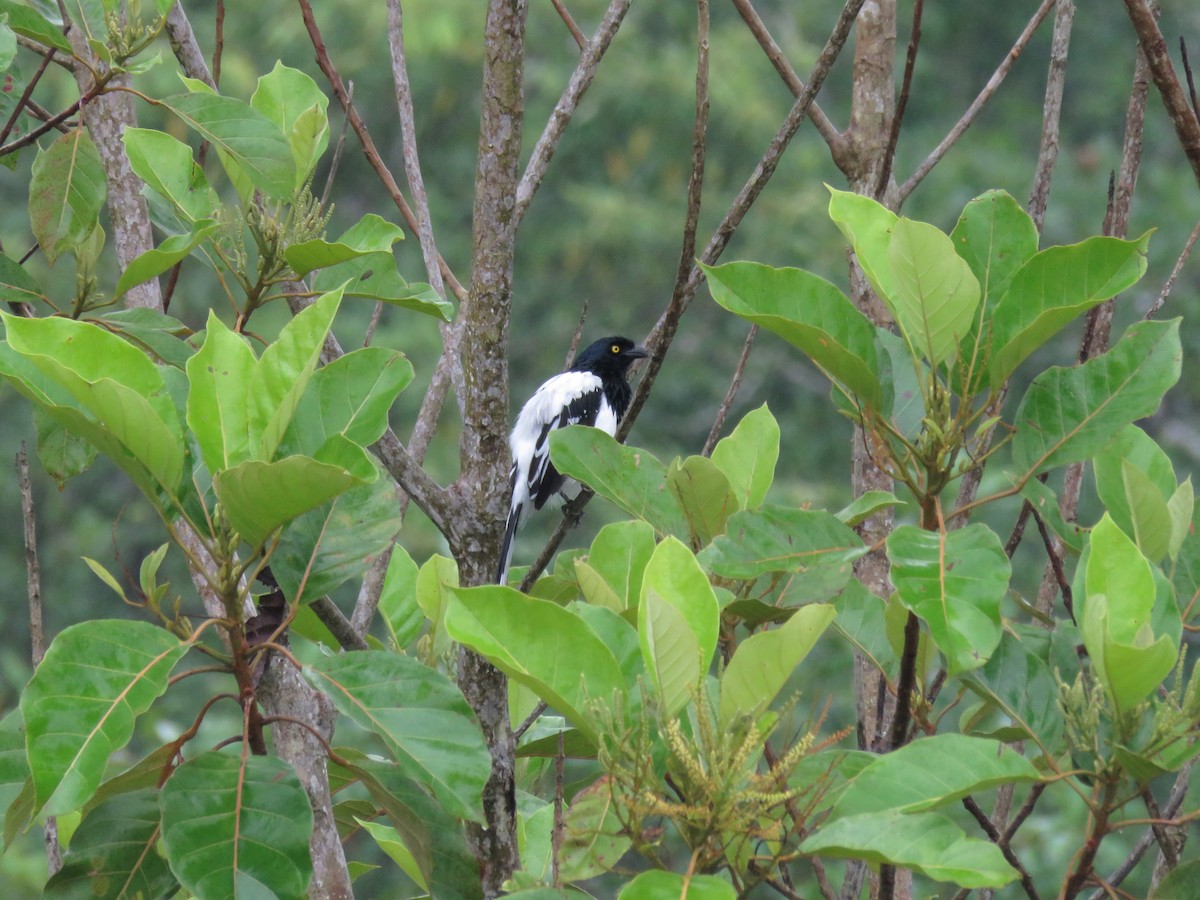 Magpie Tanager - ML611364600