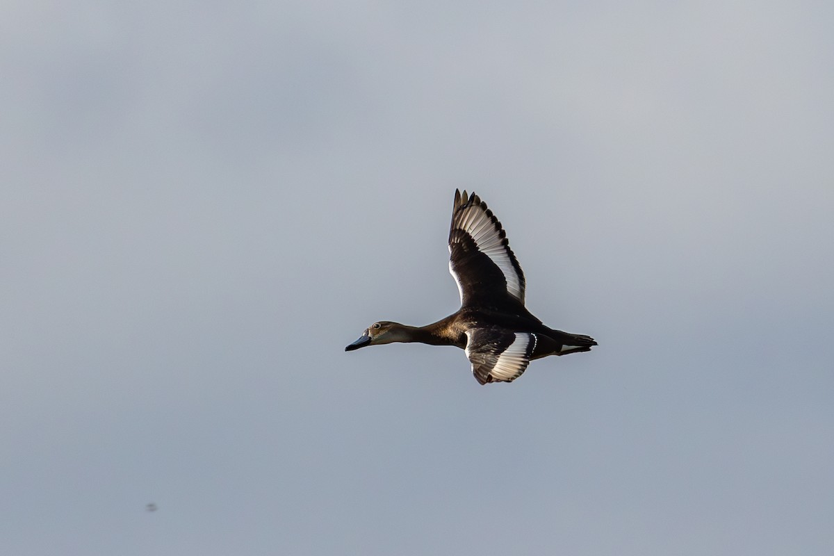 Rosy-billed Pochard - Gustavo Dallaqua