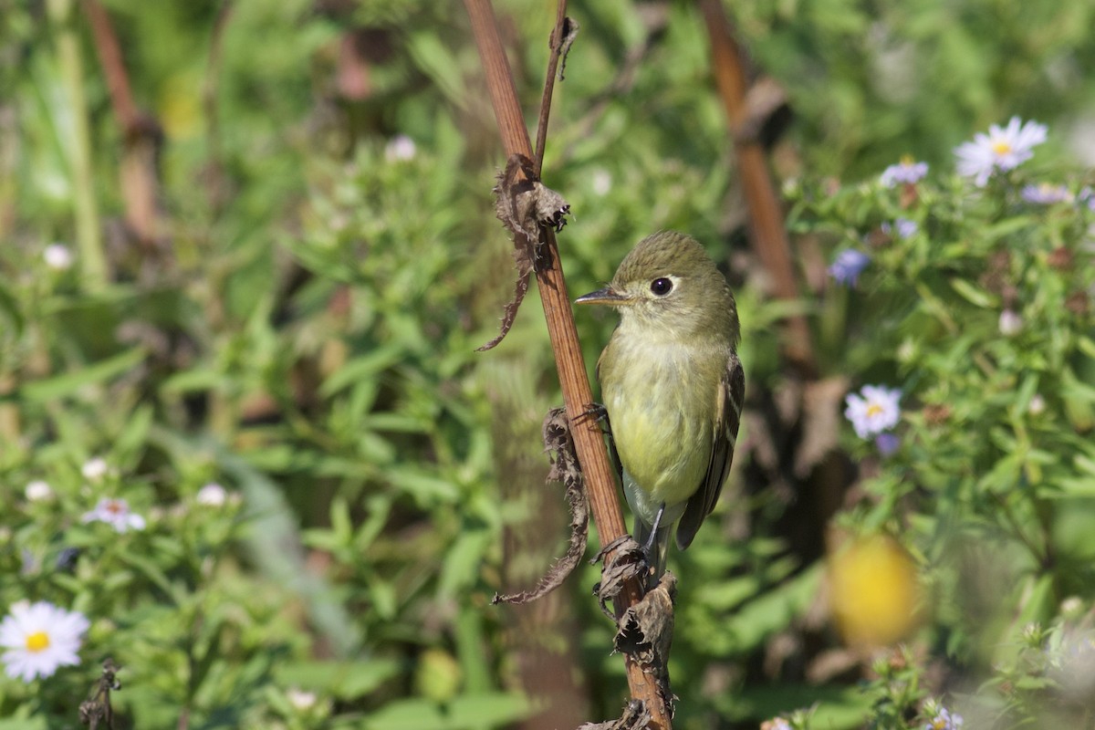 Western Flycatcher - Nathan Dubrow