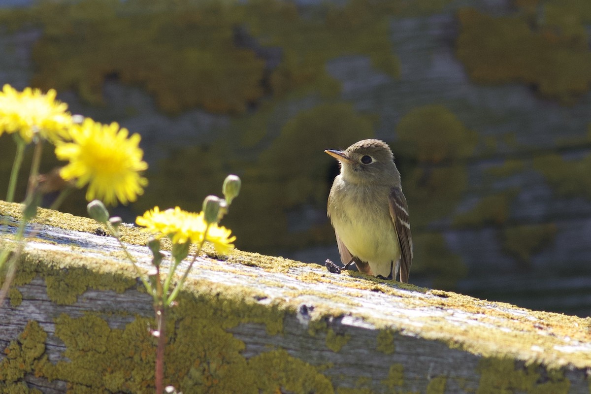 Western Flycatcher - ML611364704