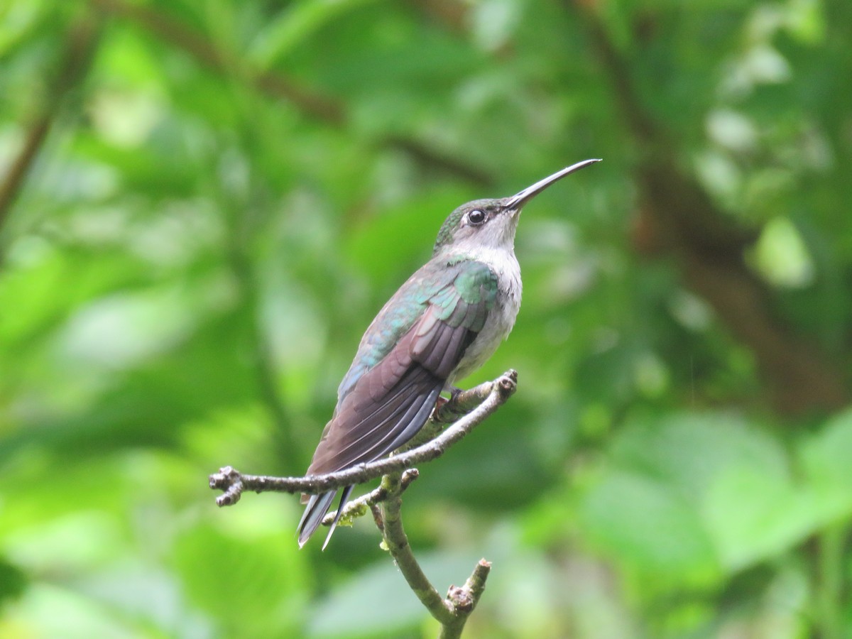 Colibrí Pechigrís - ML611364707