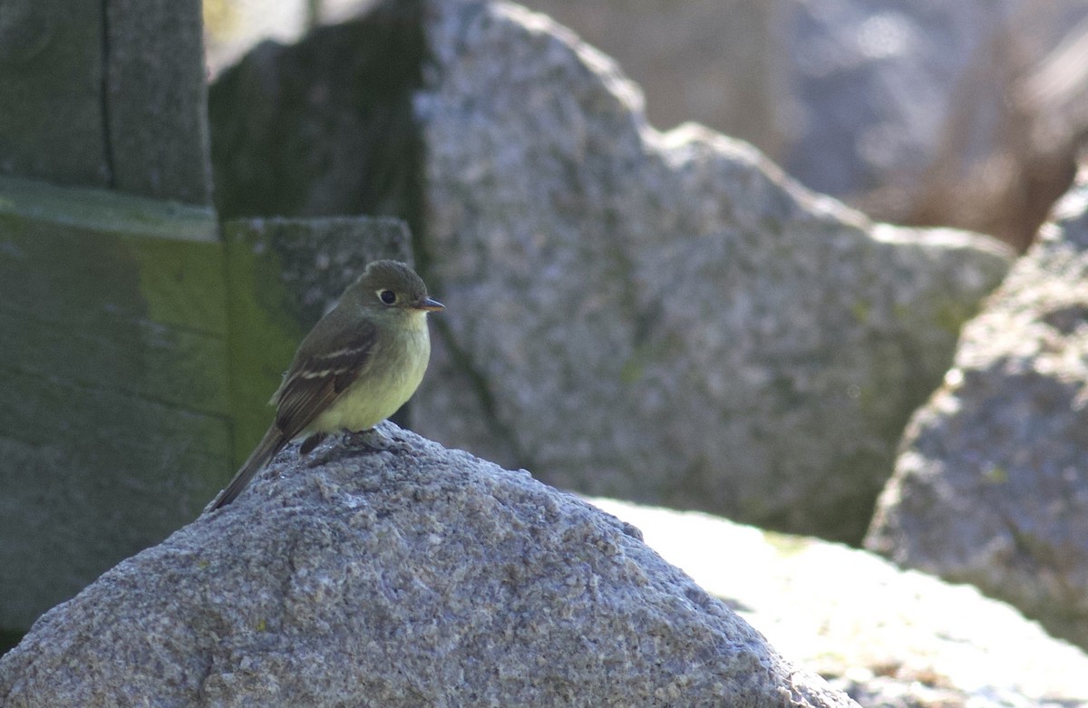 Western Flycatcher - ML611364710