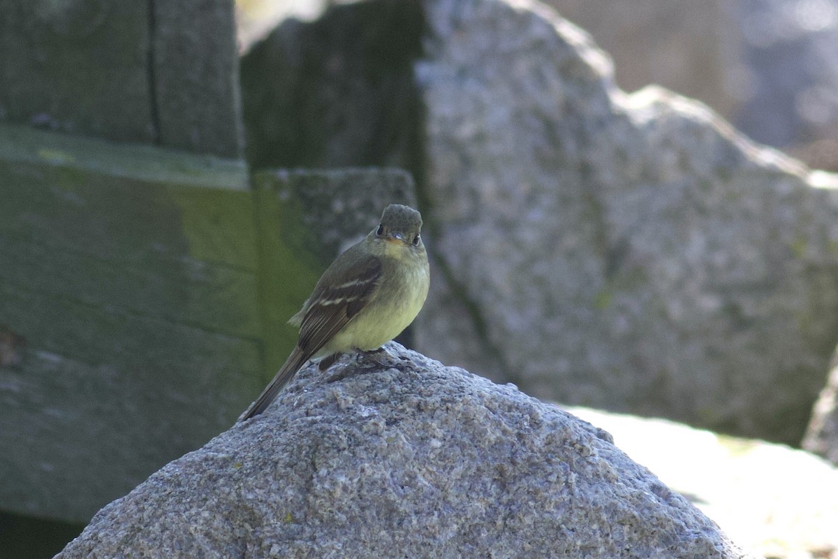 Western Flycatcher - ML611364712