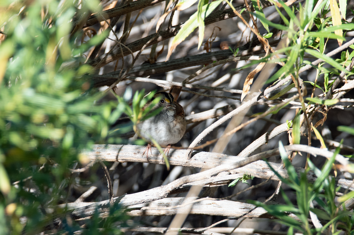 White-throated Sparrow - ML611364808