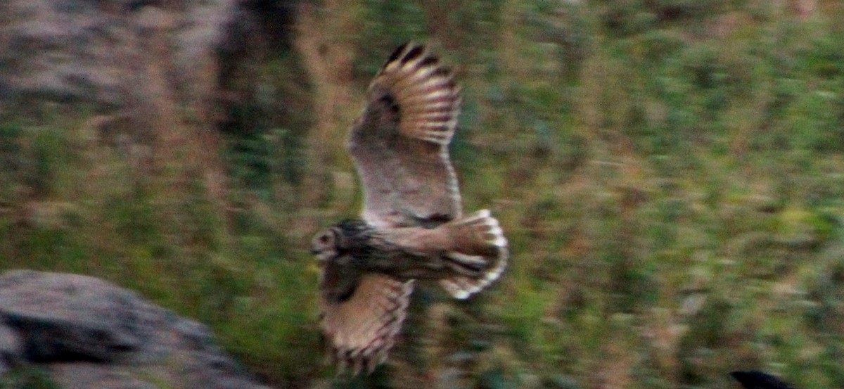 Rock Eagle-Owl - SOHINI GHOSH