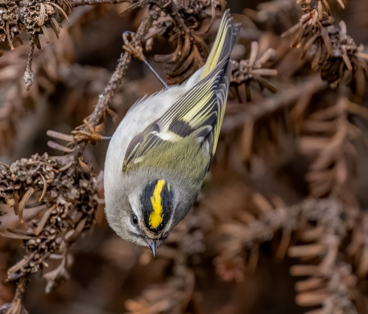 Golden-crowned Kinglet - Jim Carroll