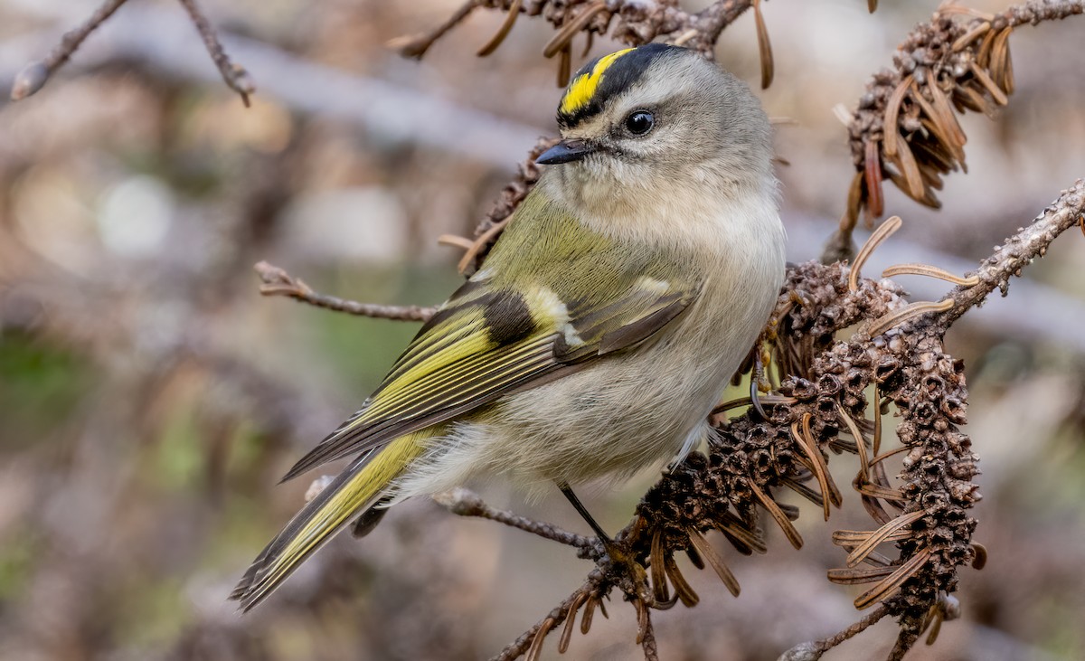 Golden-crowned Kinglet - Jim Carroll