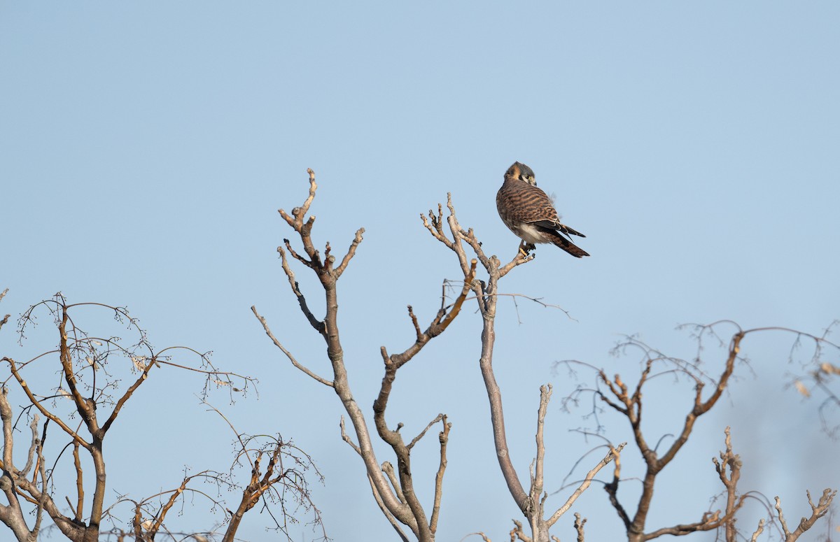 American Kestrel - ML611364899