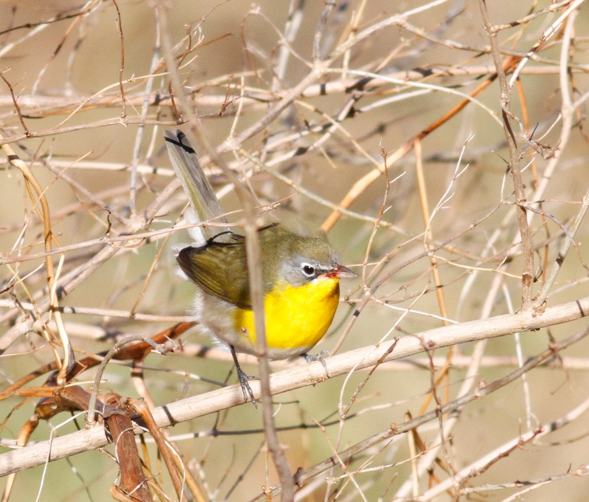 Yellow-breasted Chat - Randolph White 🦅