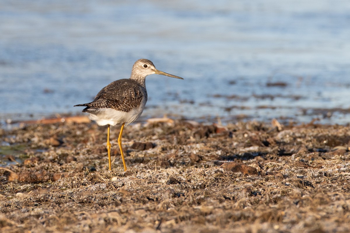 Greater Yellowlegs - Paul Jones