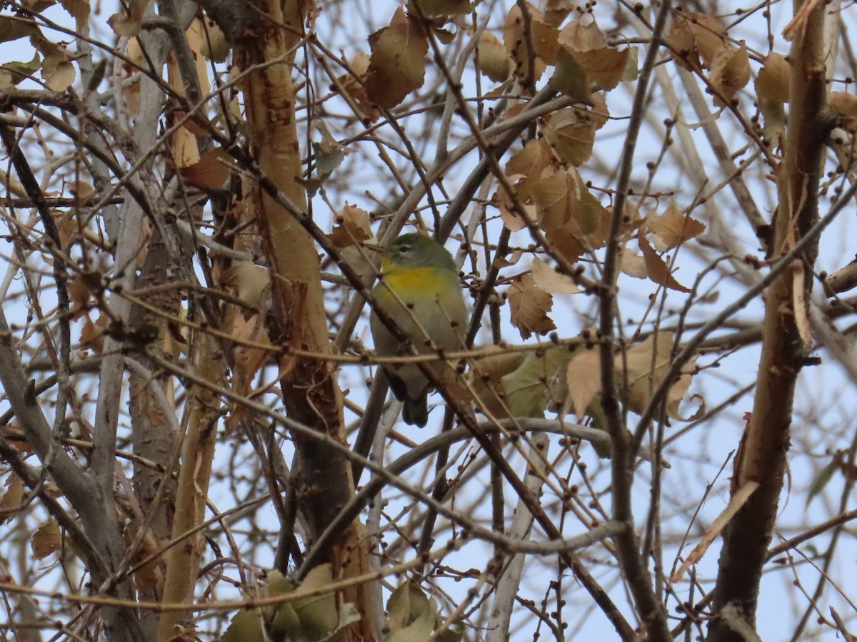 Northern Parula - ML611364950