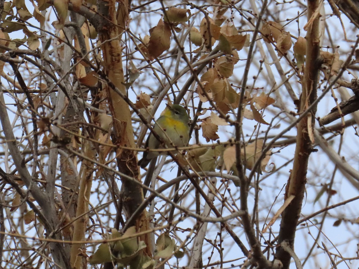 Northern Parula - ML611364952