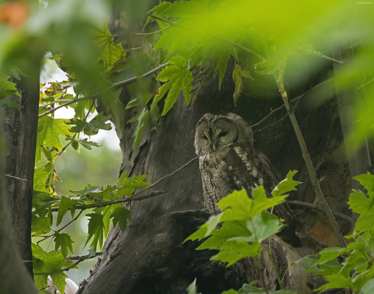 Tawny Owl - Adhirup Ghosh