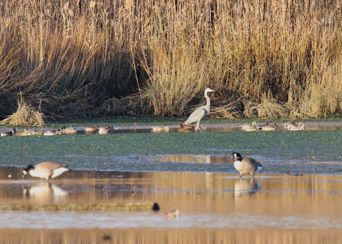 Great Blue Heron - ML611365098