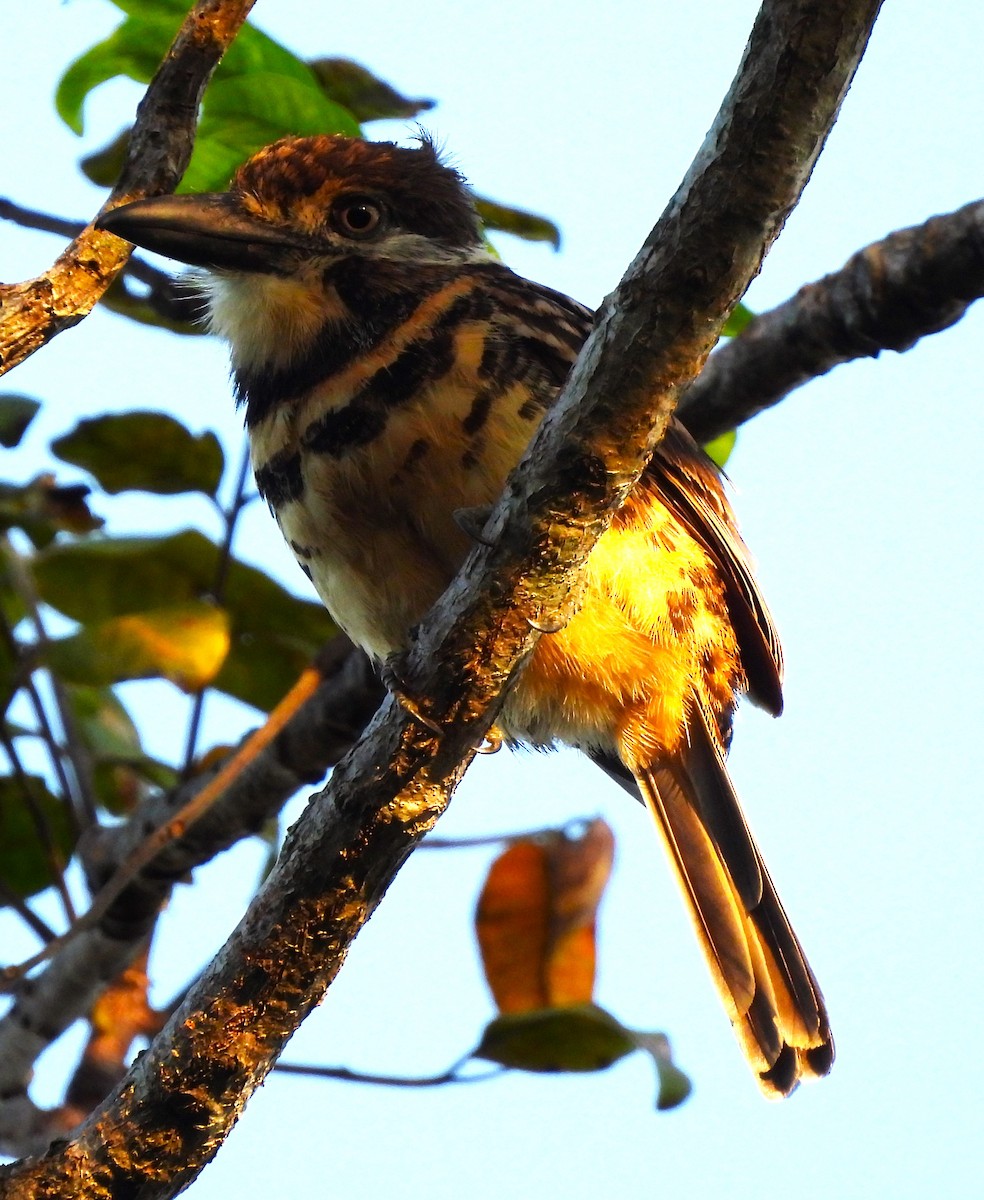 Two-banded Puffbird - ML611365124