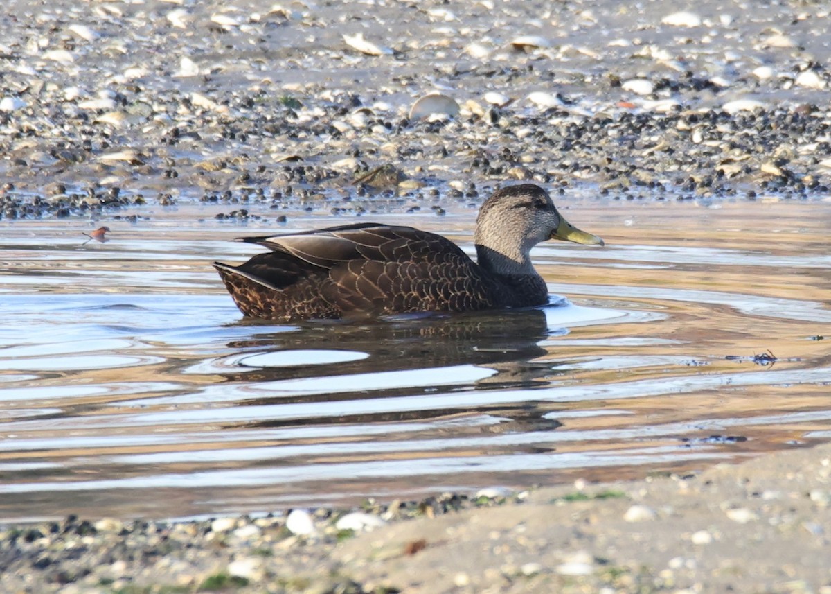 American Black Duck - ML611365155